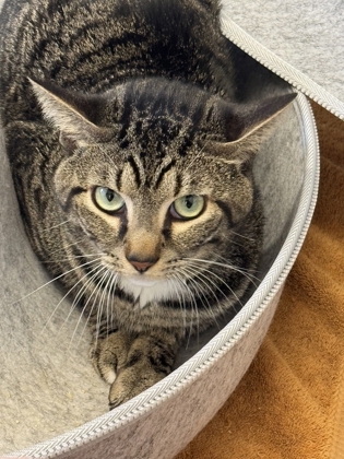 Shelter Stray Female Cat last seen Near Cushman Circle, Atlanta, GA, 1251 Fulton Industrial Blvd NW, Atlanta, GA 30336, USA