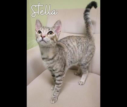 Shelter Stray Female Cat last seen Near Block Of Arthur, KENNEDALE, TX, 3961 Bluebell Dr, Everman, TX 76140, USA
