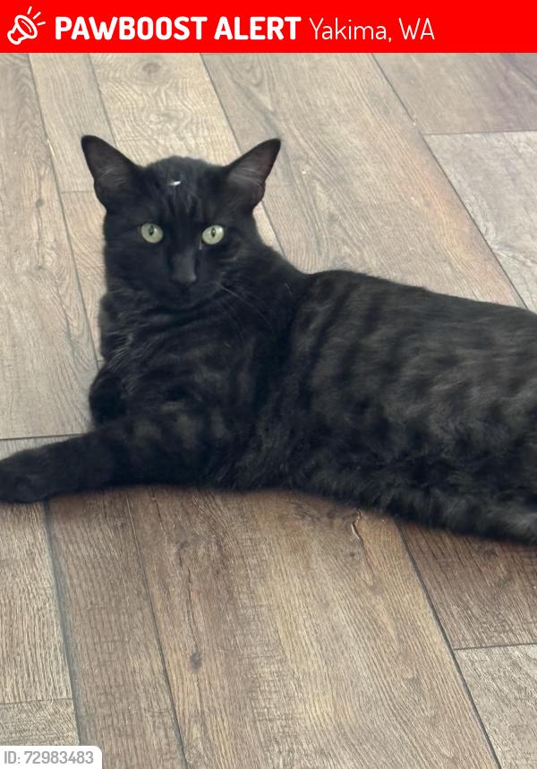 Lost Male Cat last seen 72nd Ave, kiln, DQ, rosauers, Yakima, WA 98908