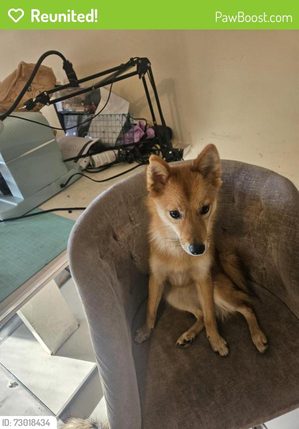 Reunited Female Dog last seen Cedar ave, Cocoa, FL 32927