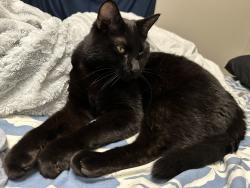 Lost Male Cat last seen Henry clay street and diversey , Whitefish Bay, WI 53217