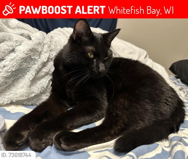 Lost Male Cat last seen Henry clay street and diversey , Whitefish Bay, WI 53217