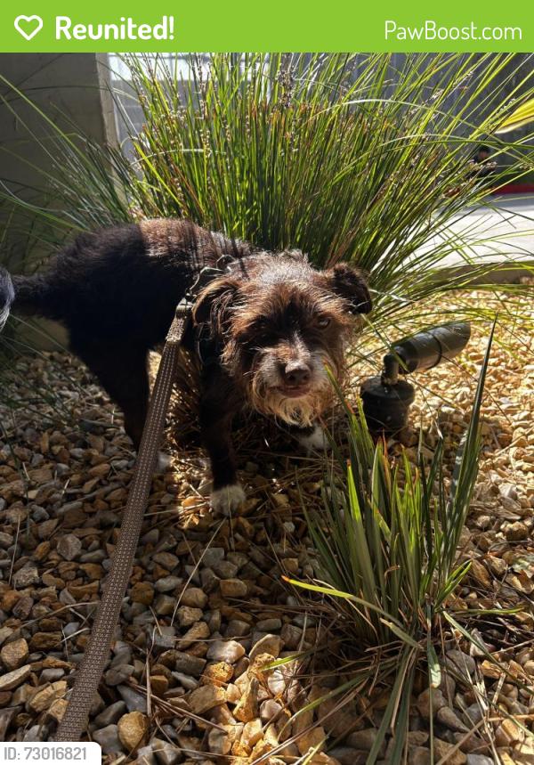 Reunited Male Dog last seen McCadden Pl & Lexington Ave , Los Angeles, CA 90038