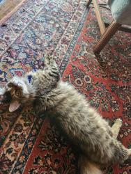Lost Male Cat last seen Marion St, Greer, SC 29650