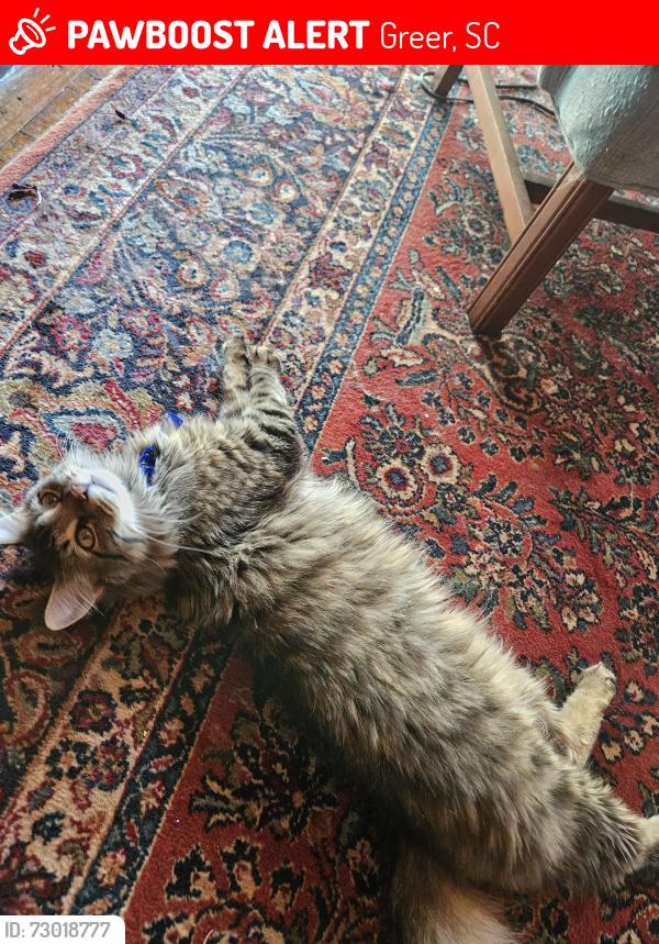 Lost Male Cat last seen Marion St, Greer, SC 29650