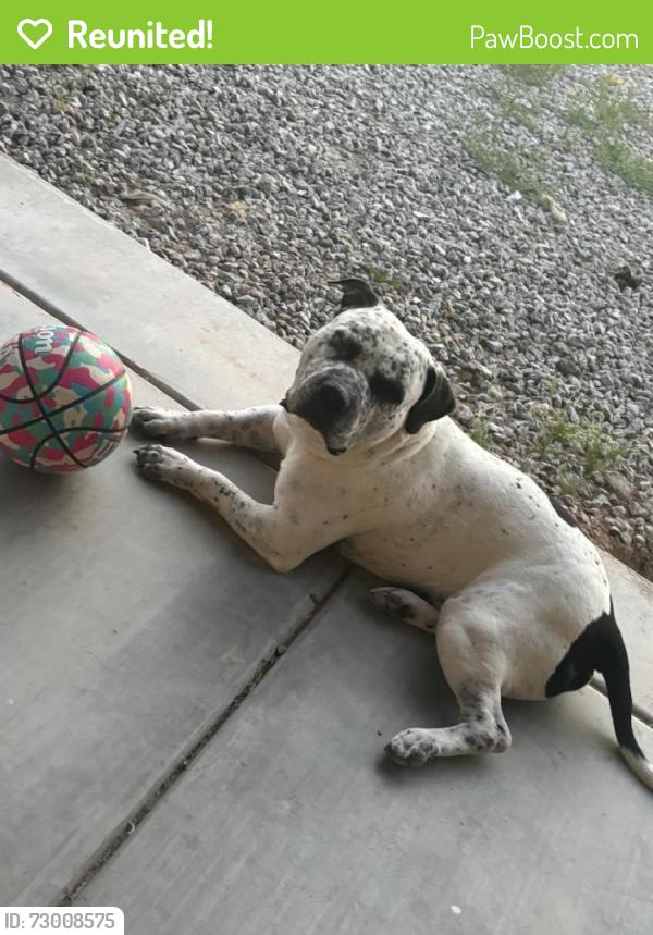 Reunited Male Dog last seen 35th Ave and baseline , Phoenix, AZ 85041