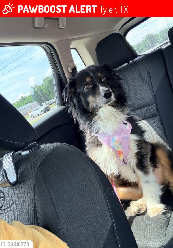 Lost Female Dog last seen Emerson and camp, Tyler, TX 75702
