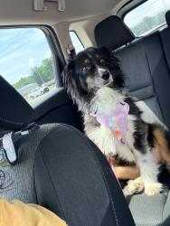 Lost Female Dog last seen Emerson and camp, Tyler, TX 75702