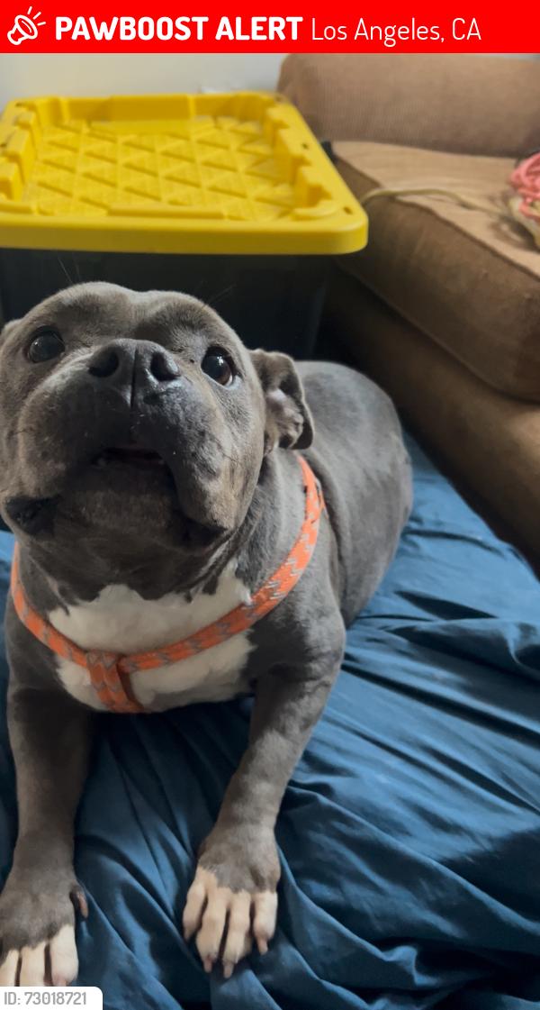 Lost Female Dog last seen City terrace, Los Angeles, CA 90063