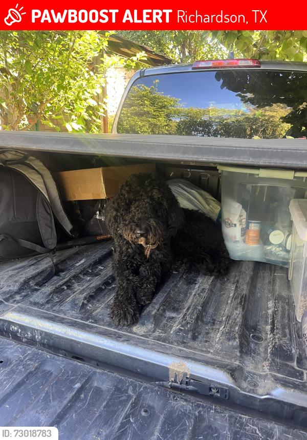 Lost Male Dog last seen Near the Tom Thumb , Richardson, TX 75080