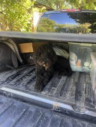 Lost Male Dog last seen Near the Tom Thumb , Richardson, TX 75080