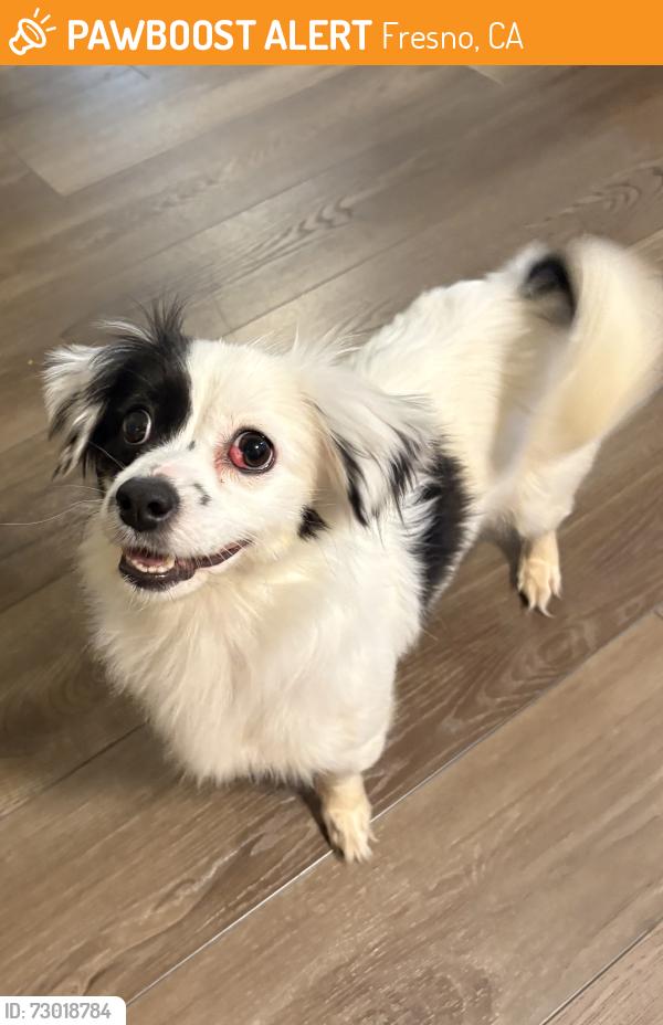 Found/Stray Female Dog last seen Herndon & Maple, Fresno, CA 93710