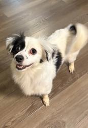 Found/Stray Female Dog last seen Herndon & Maple, Fresno, CA 93710