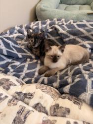 Found/Stray Unknown Cat last seen La Habra and Harbor, La Habra Heights, CA 90631