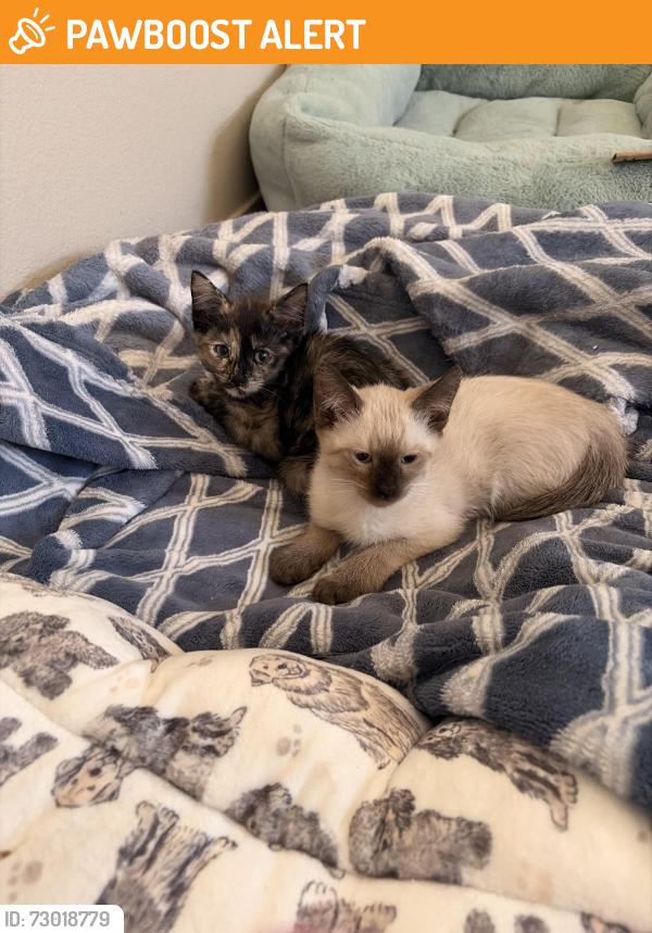 Found/Stray Unknown Cat last seen La Habra and Harbor, La Habra Heights, CA 90631