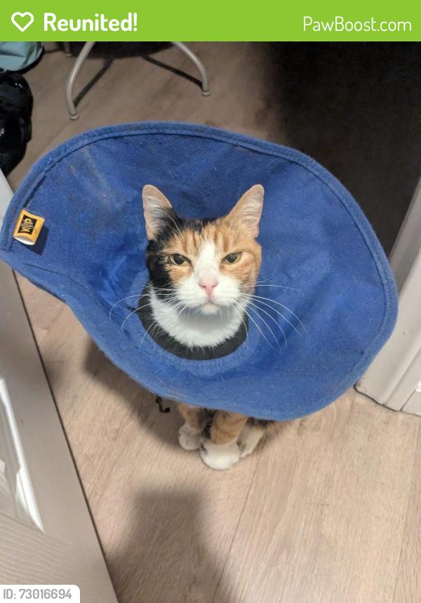 Reunited Female Cat last seen Rose Street , Artesia, CA 90701