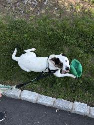Shelter Stray Male Dog last seen Near W 116th Street, NEW YORK, NY, 10026, 326 E 110th St, New York, NY 10029, USA