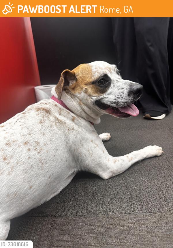 Found/Stray Female Dog last seen Near Turner McCall blvd, Rome, GA 30161