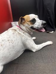 Found/Stray Female Dog last seen Near Turner McCall blvd, Rome, GA 30161