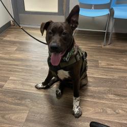 Shelter Stray Male Dog last seen Sports Arena Boulevard, San Diego, CA, 92110, 5500 Gaines St, San Diego, CA 92110, USA