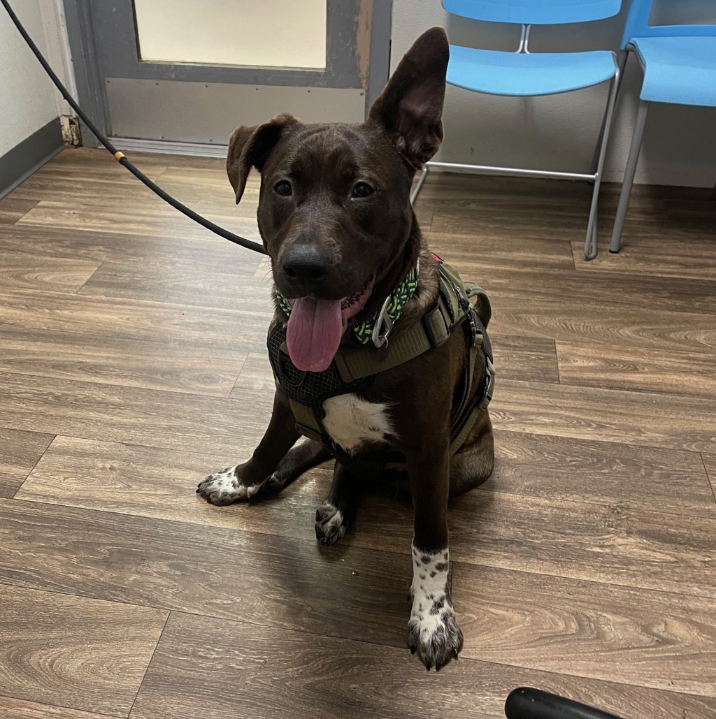 Shelter Stray Male Dog last seen Sports Arena Boulevard, San Diego, CA, 92110, 5500 Gaines St, San Diego, CA 92110, USA