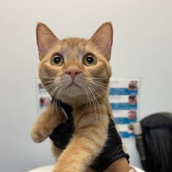 Shelter Stray Female Cat last seen Near 47th Street, San Diego, CA, 92102, 5500 Gaines St, San Diego, CA 92110, USA