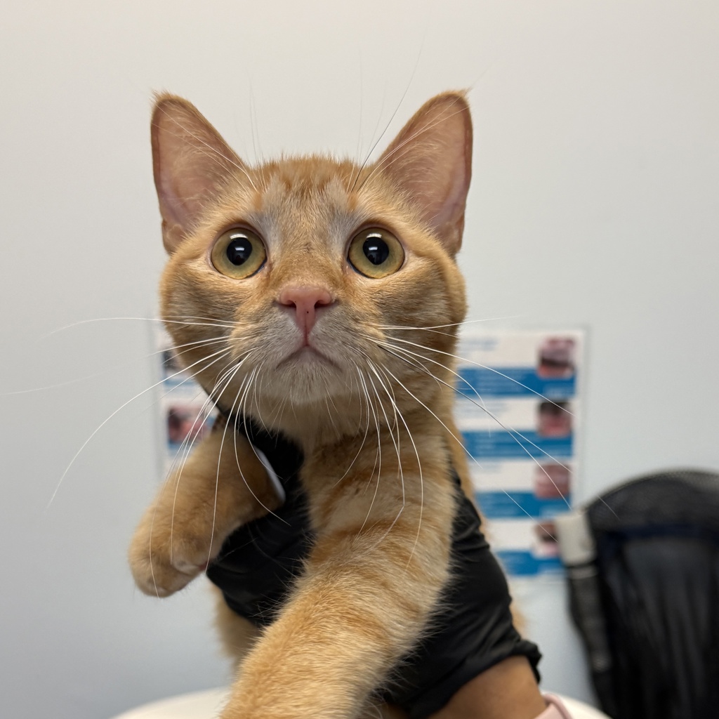 Shelter Stray Female Cat last seen Near 47th Street, San Diego, CA, 92102, 5500 Gaines St, San Diego, CA 92110, USA