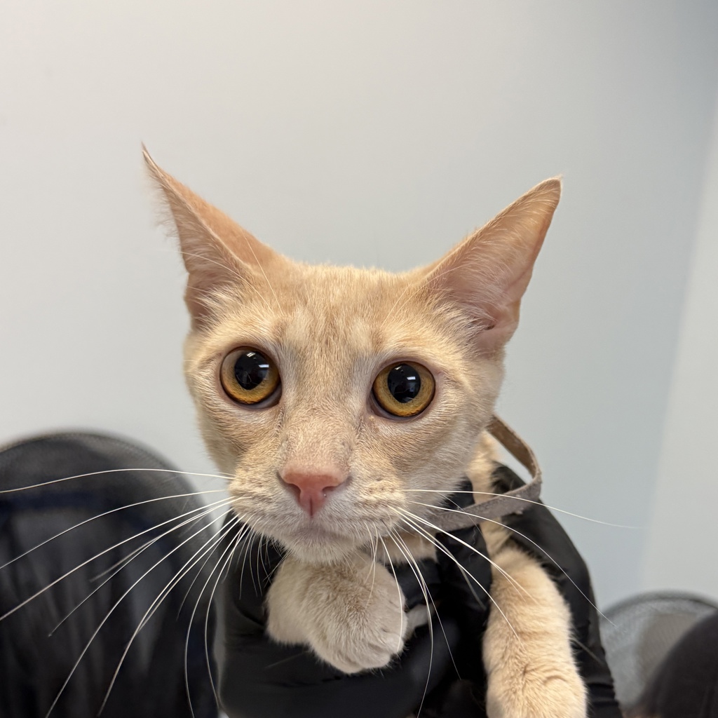 Shelter Stray Female Cat last seen Near 47th Street, San Diego, CA, 92102, 5500 Gaines St, San Diego, CA 92110, USA
