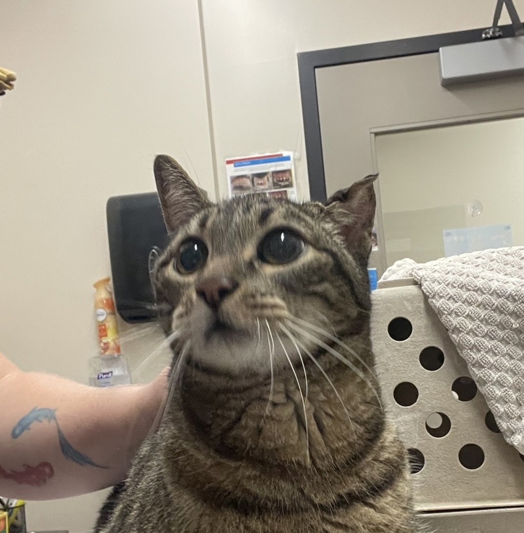 Shelter Stray Male Cat last seen Near N Marshall Avenue, El Cajon, CA, 92020, El Cajon, CA 92020, USA