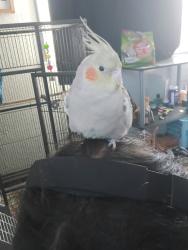 Lost Unknown Bird last seen Constitution and Juan Tabo, Albuquerque, NM 87112
