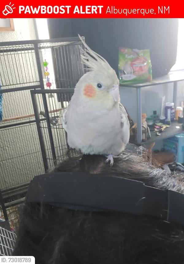 Lost Unknown Bird last seen Constitution and Juan Tabo, Albuquerque, NM 87112