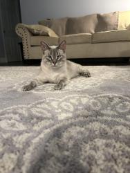 Lost Male Cat last seen Near ingalls st , Worcester, MA 01604