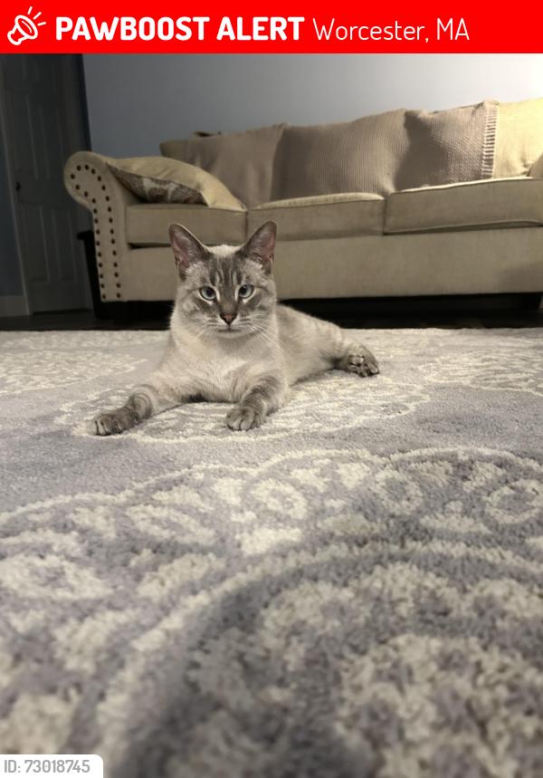Lost Male Cat last seen Near ingalls st , Worcester, MA 01604
