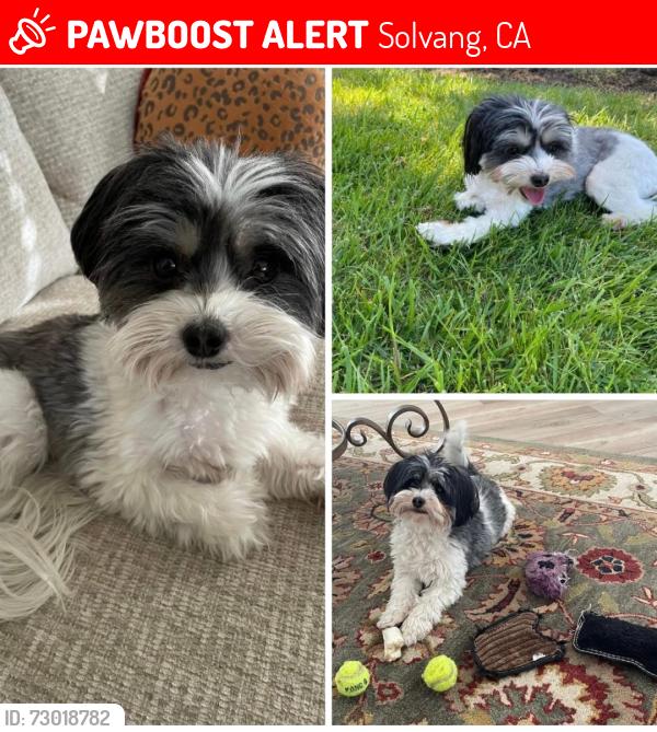 Lost Male Dog last seen Aarhus Drive and Nykoboing Drive, Solvang, CA 93463