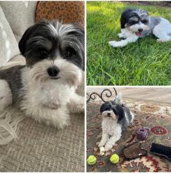 Lost Male Dog last seen Aarhus Drive and Nykoboing Drive, Solvang, CA 93463