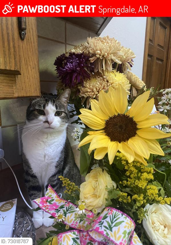 Lost Female Cat last seen Highway 412, Springdale RV, Lunsford Vet, Springdale, AR 72762