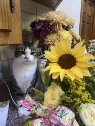 Lost Female Cat last seen Highway 412, Springdale RV, Lunsford Vet, Springdale, AR 72762