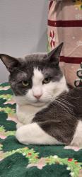 Lost Male Cat last seen Beach 25st subway station , Queens, NY 11691