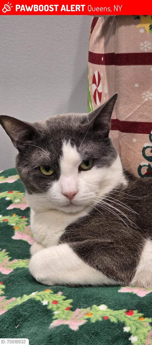 Lost Male Cat last seen Beach 25st subway station , Queens, NY 11691