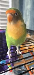 Lost Unknown Bird last seen 127th and Ridge Road, Plainfield ILl, Plainfield, IL 60585