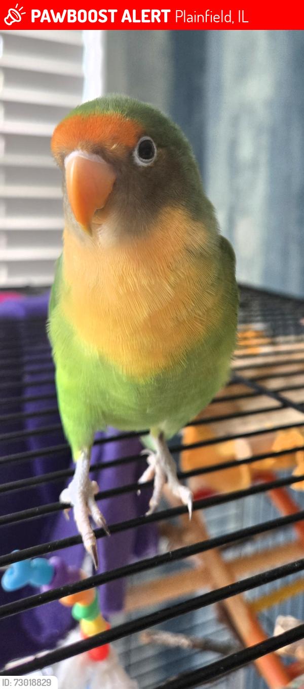 Lost Unknown Bird last seen 127th and Ridge Road, Plainfield ILl, Plainfield, IL 60585