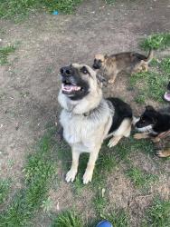 Lost Male Dog last seen Near s By-Pass terr, Okc, OK 73119