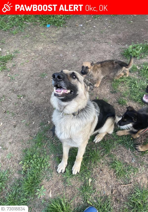 Lost Male Dog last seen Near s By-Pass terr, Okc, OK 73119