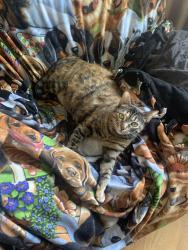 Lost Female Cat last seen Anabel Ave, Garden Grove, CA 92843