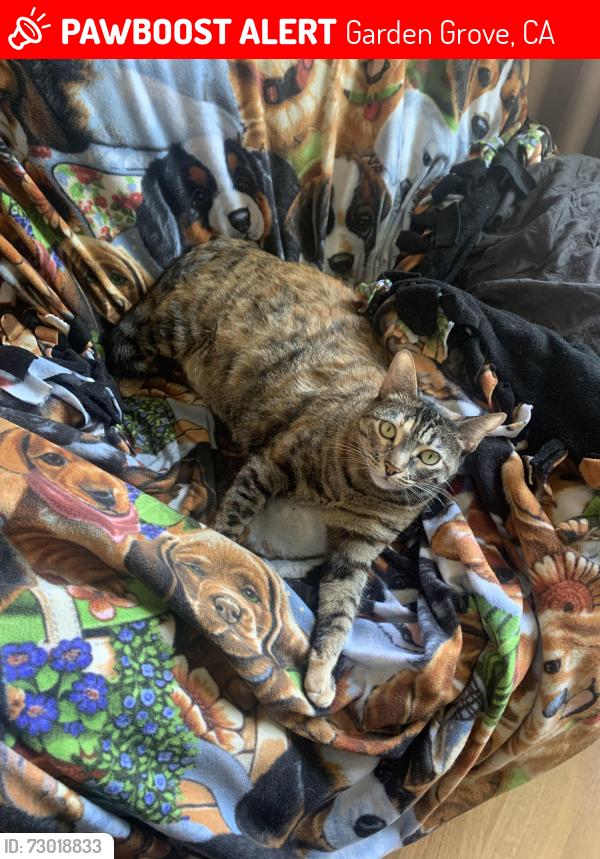 Lost Female Cat last seen Anabel Ave, Garden Grove, CA 92843