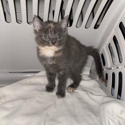 Shelter Stray Female Cat last seen , 2350 Appling City Cove, Memphis, TN 38133, USA