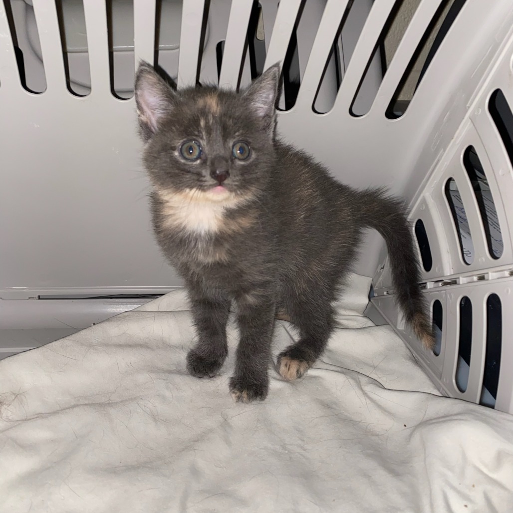 Shelter Stray Female Cat last seen , 2350 Appling City Cove, Memphis, TN 38133, USA