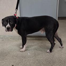 Shelter Stray Male Dog last seen , 8464 Beach Blvd, Jacksonville, FL 32216, USA