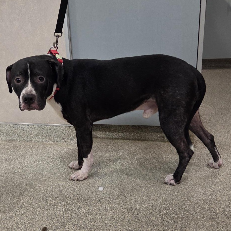 Shelter Stray Male Dog last seen , 8464 Beach Blvd, Jacksonville, FL 32216, USA