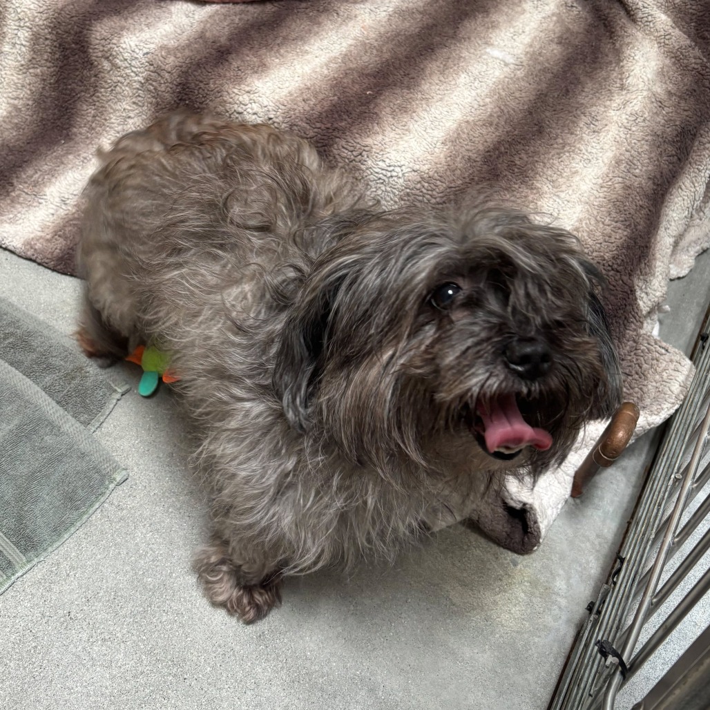 Shelter Stray Female Dog last seen , 12910 Yukon Ave, Hawthorne, CA 90250, USA